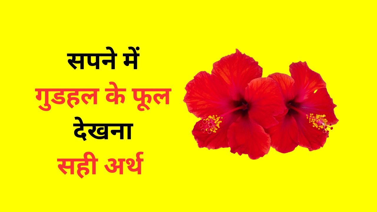 सपने में गुडहल sapne mein gudhal ke phool dekhna kaisa hota hai shubh ashubh